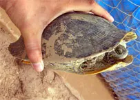 TPHCM tuyên truyền vận động không nuôi, bán và phóng sinh rùa tai đỏ để bảo vệ  môi trường