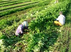 Giới thiệu mô hình công viên nông nghiệp