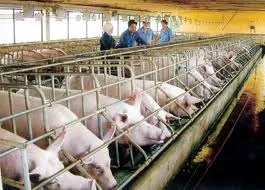 Vấn đề hôm nay: Liên kết các địa phương, bảo đảm nguồn heo an toàn dịch bệnh đưa về TP tiêu thụ