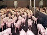 Virus H5N1 biến đổi có thể lây từ heo sang người