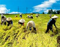 Bảo hiểm nông nghiệp - Điểm tựa nhà nông