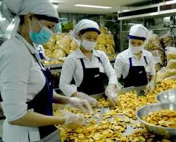 Định hướng sản xuất mít và chuối cho chế biến xuất khẩu