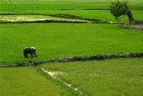 Từ 1/7/2011 tổng điều tra nông thôn, nông nghiệp và thủy sản
