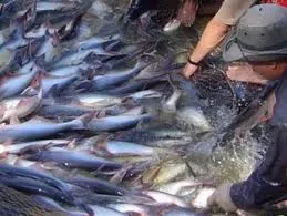 20 doanh nghiệp xuất khẩu cá tra hàng đầu năm 2010 và các giải pháp cho xuất khẩu cá tra 2011