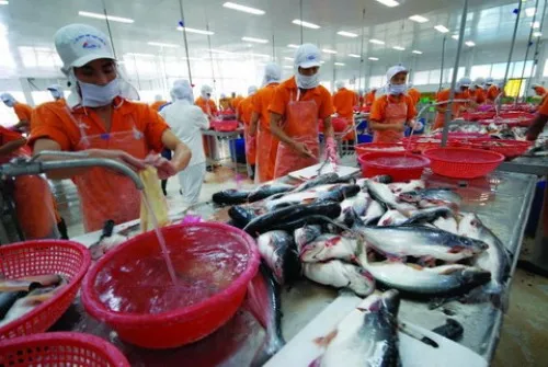 Ngàng thủy sản đòi công bằng cho sản phẩm cá tra Việt Nam