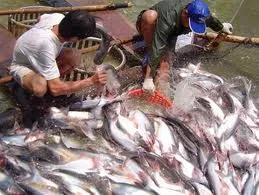 Nghề cá tra: Bảo đảm giá sàn mua và giá xuất