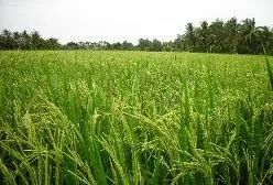 Đề phòng rầy nâu trong vụ lúa Đông Xuân
