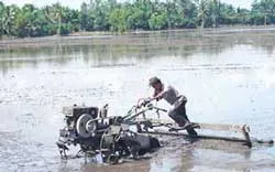 ĐBSCL: Đề phòng hạn, mặn cho vụ lúa Đông xuân