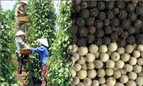 Xuất khẩu hồ tiêu khả quan