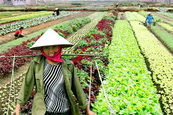 Mô hình sản xuất nông nghiệp trên diện tích hẹp