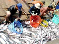Quy hoạch nghề nuôi cá tra.