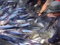 Quỹ quốc tế bảo vệ thiên nhiên VN lên tiếng về sự kiện cá tra và cá basa nuôi của Việt Nam