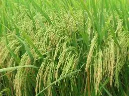 Chung kết hội thi Trồng cây lúa khỏe do Đài TNND TP.HCM tổ chức