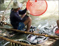Ngành nông nghiệp đầu tư 350 tỷ đồng cho sản xuất cá tra giống.