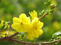 Vàng vọt vì mai
