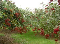 Tổng kết hội thi vườn sinh thái đẹp lần IV (2009 - 2010)