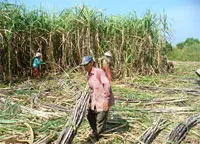Khống chế địa bàn mua mía – có thể biến tướng thành một hình thức ép giá nông dân.