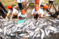 P/v ông Dương Ngọc Minh - Giám đốc Công ty thủy sản Hùng Vương, Tiền Giang về vấn đề quản lý nghề cá tra
