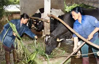 P/v bà Nguyễn Thị Kim Ngân- Bộ trưởng Bộ Lao động, thương binh và xã hội về việc thực hiện xóa đói giảm nghèo