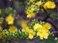 Xuân về trên những làng Hoa