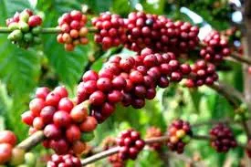 Giữ giá nông sản, nâng cao lợi nhuận cho nông dân