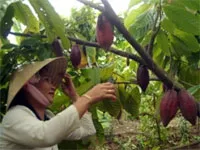 Phấn khởi cho ngành hàng ca cao