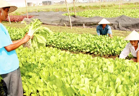 TPHCM: Trái ngọt cho chuyển dịch cơ cấu kinh tế nông nghiệp