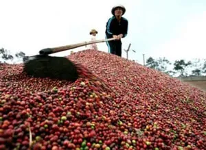 Chưa hết lo dù giá cà phê tăng
