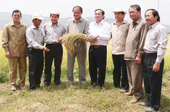 Xây dựng cánh đồng mẫu 8 tấn/ha: Mô hình hợp tác nông nghiệp hiệu quả giữa Việt Nam - Campuchia
