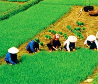 P/v ông Hoàng Xuân Điều, Phó Trưởng phòng Bảo hiểm nông nghiệp Bảo Việt xung quanh loại hình bảo hiểm nông nghiệp
