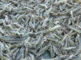 Tận diệt nguồn tôm tự nhiên