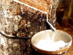 Cần bình tĩnh khi giá cao su giảm