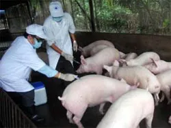Tp HCM tiếp tục tăng cường công tác phòng chống dịch lở mồm long móng