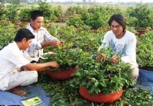 Hoa của đất