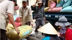 Giảm giá lúa – nông dân chịu thiệt hại