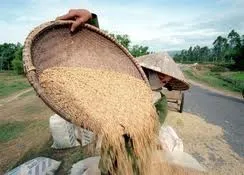 Đầu ra cho xuất khẩu gạo - Phần 1: Nông dân bán lúa được giá