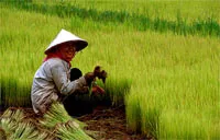 Đầu ra cho xuất khẩu gạo - Bài 2: Bài toán đầu ra cho lúa gạo