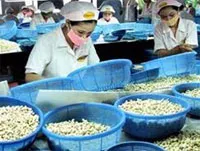 Ngành điều cần vốn nhập 300.000 tấn trong tháng 5 và 6
