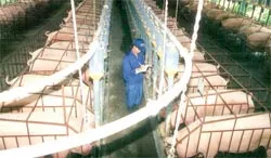 Có phải thịt heo vẫn còn khan hiếm?