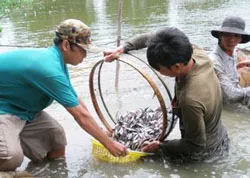 VĐHN: Chất lượng giống thuỷ sản– yếu tố quyết định trong nuôi trồng