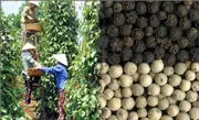 Dự kiến xuất khẩu hồ tiêu năm 2011 đạt hơn 600 triệu USD