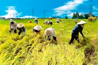 5 năm thực hiện liên tịch : Giá trị sản xuất nông nghiệp bình quân tăng 157 triệu đồng / 1 ha