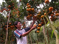 Hàm lượng đất hiếm trong đất làm nên chất lượng quýt hồng Lai Vung