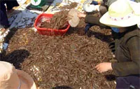 Dịch bệnh bùng phát mạnh tại đầm nuôi tôm