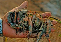 P/v TS Nguyễn Văn Hảo về một số giải pháp phòng ngừa bệnh trên tôm nuôi ở ĐBSCL
