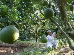 Hội nghị cây ăn trái Nam bộ lần 2/2011