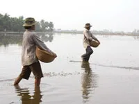 Nam bộ: Xuống giống khoảng 72% diện tích gieo trồng lúa hè thu