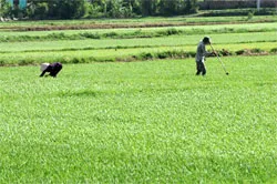 Các tỉnh, thành phía Nam chủ động phòng, chống bệnh vàng lùn, lùn xoắn lá trên lúa hè thu