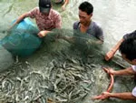 Khẩn cấp thực hiện đề tài nghiên cứu tác nhân gây bệnh và biện pháp phòng ngừa trên tôm và nghêu ở đồng bằng sông Cửu Long năm 2011