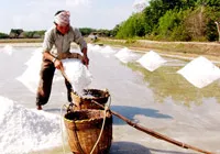VĐHN: Hướng mở cho nghề muối
